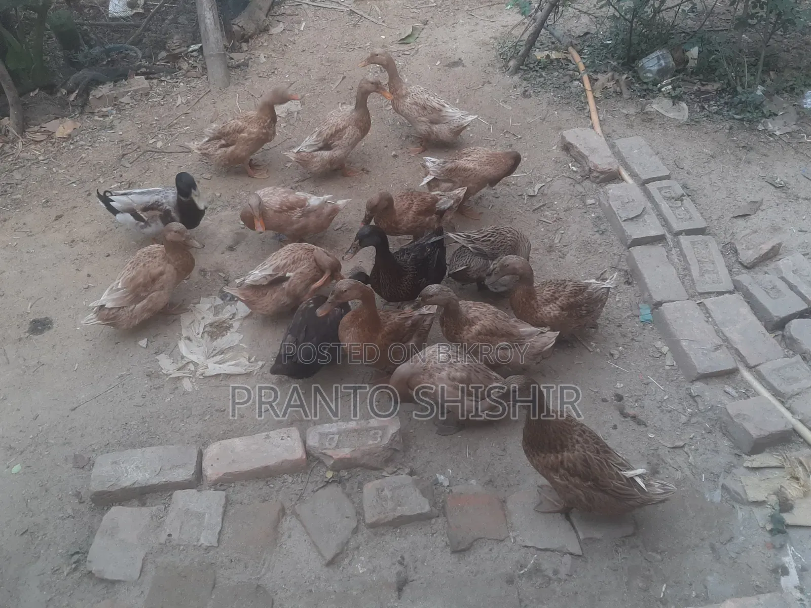 14 Native Ducks