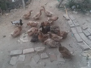 দেশি হাস ১৪পিচ