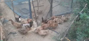 14 Native Ducks