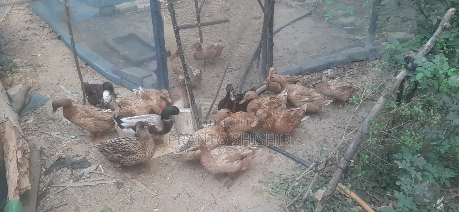 14 Native Ducks