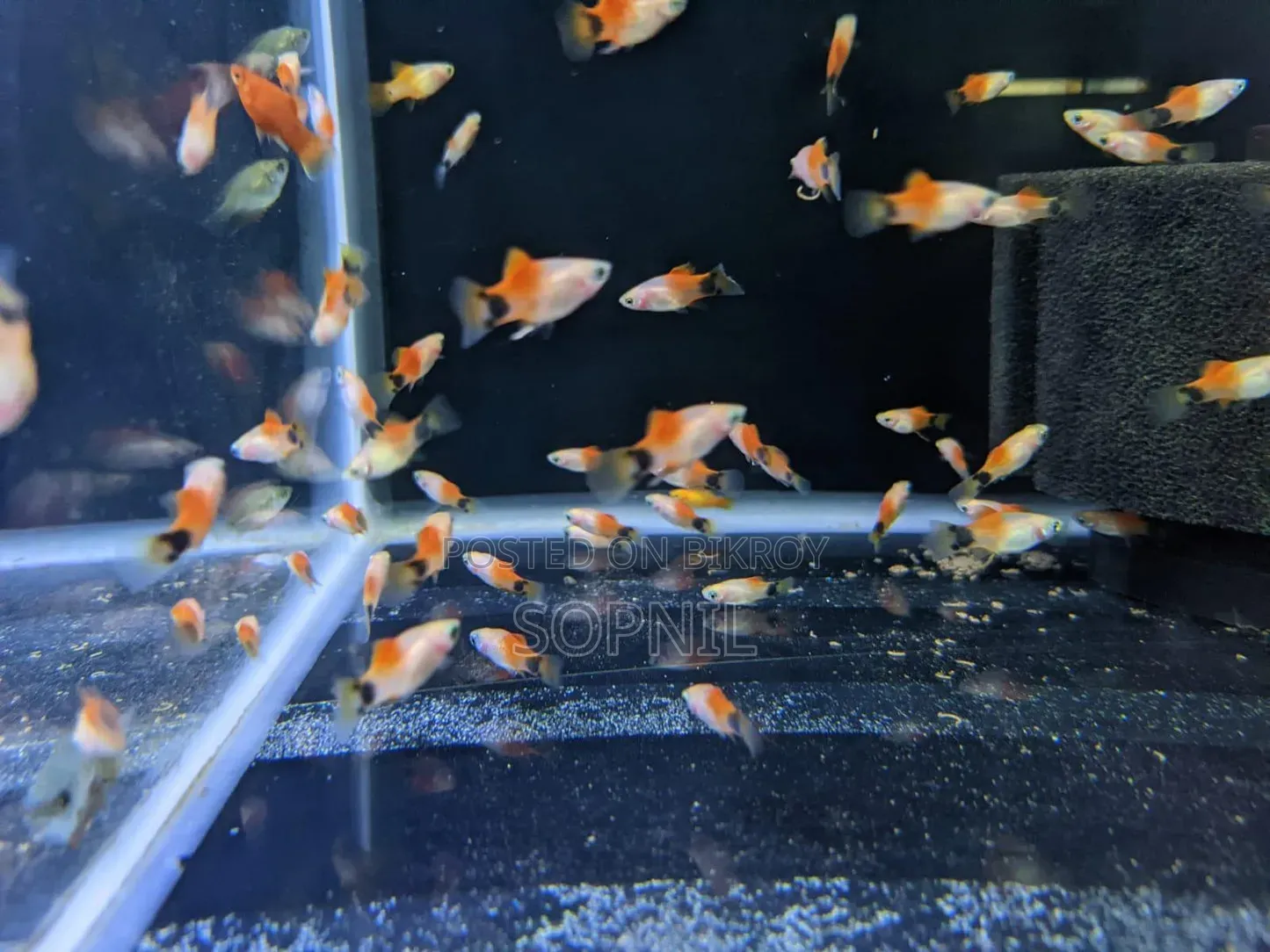১ জুরা Red Platy