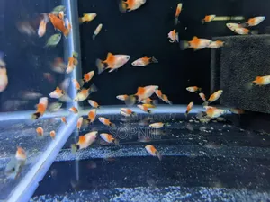 ১ জুরা Red Platy