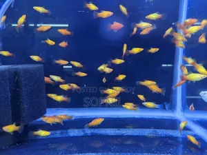 ১ জুরা Red Platy