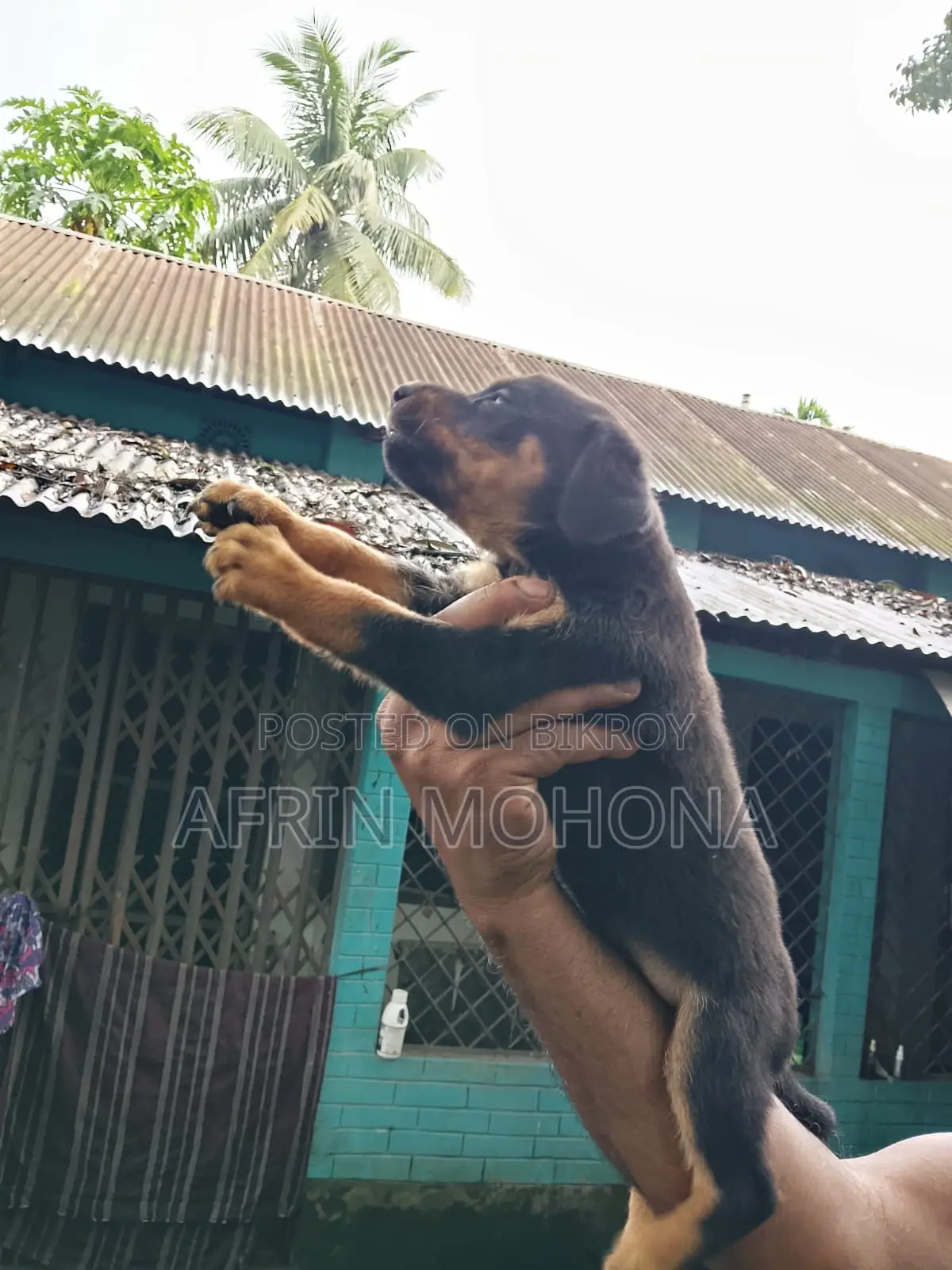 1-3 Months Male Purebred Rottweiler