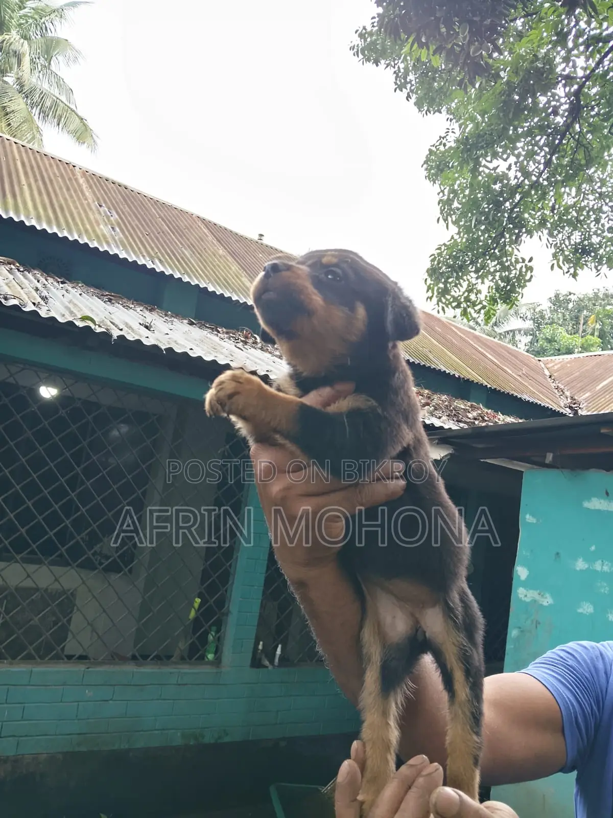 1-3 Months Male Purebred Rottweiler