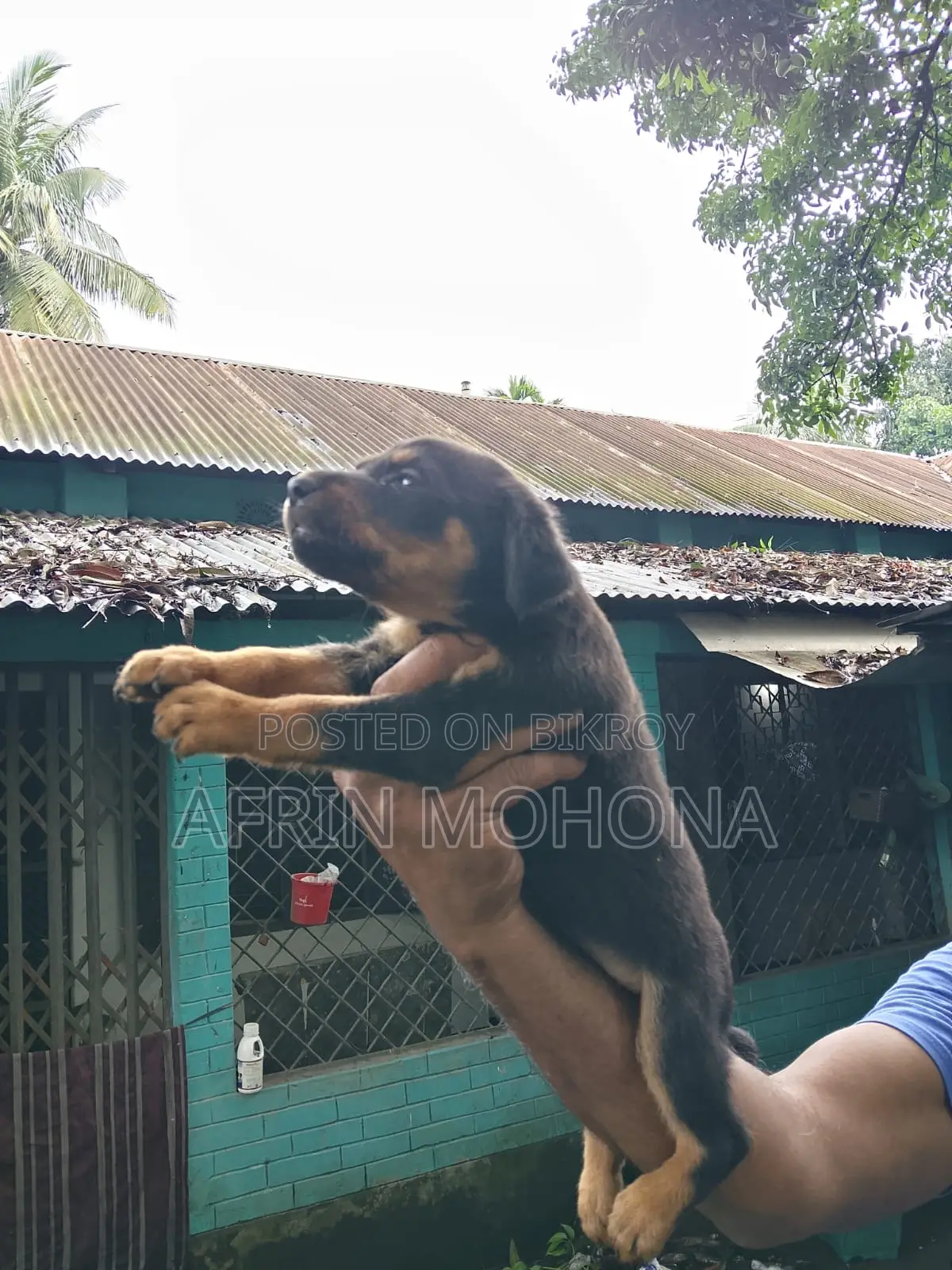 1-3 Months Male Purebred Rottweiler