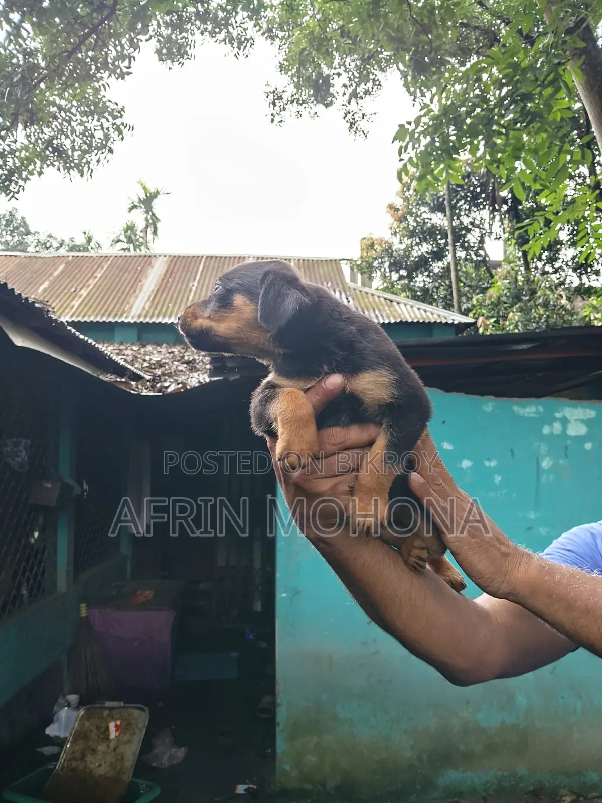 1-3 Months Male Purebred Rottweiler