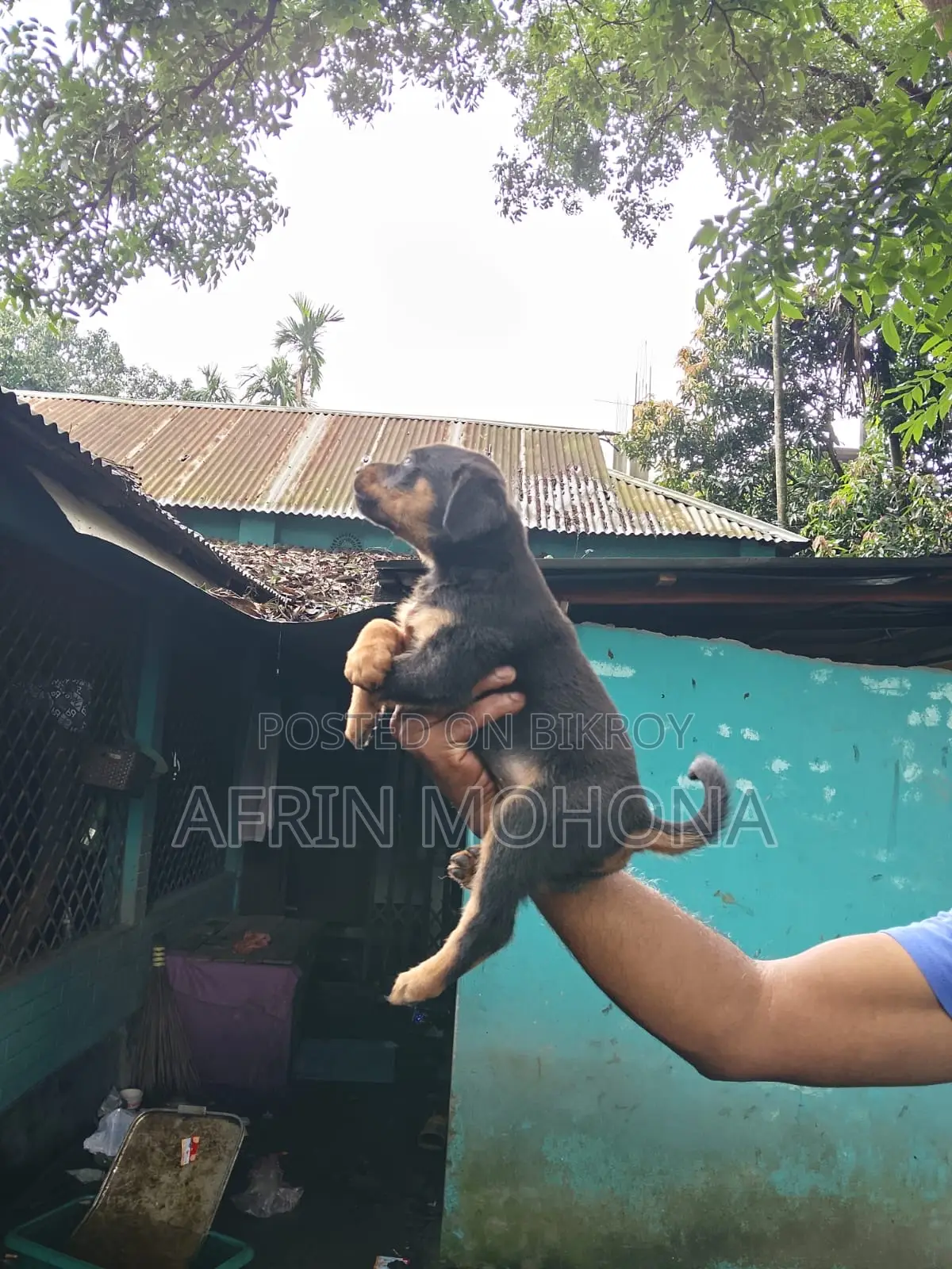 1-3 Months Male Purebred Rottweiler