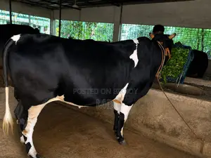Attractive and Healthy Australian Breed Cow for Sale – Buy Now