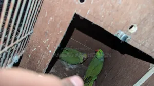 Ringneck Pair