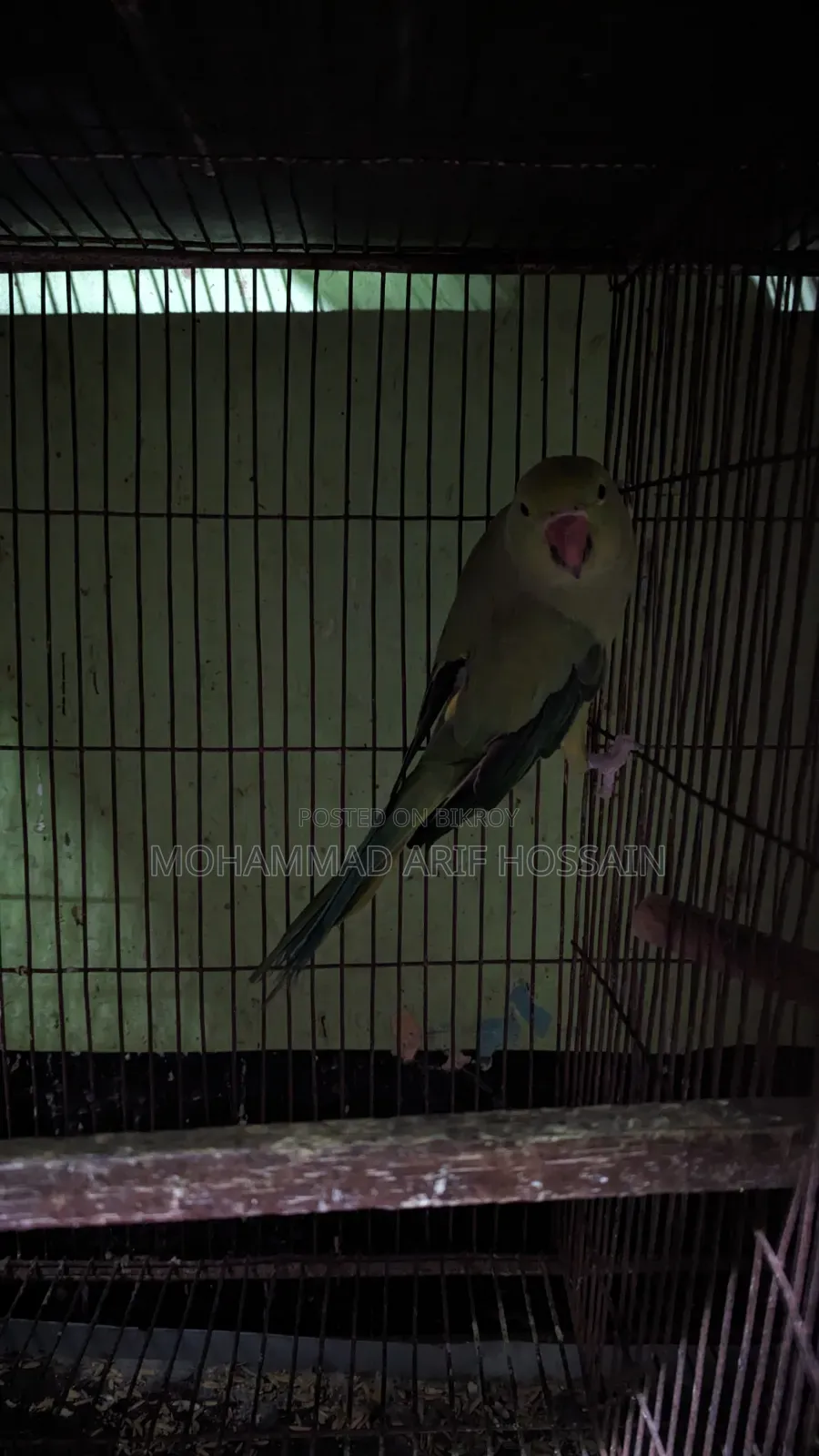 Ringneck Pair