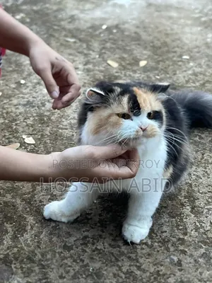 1+ Year Female Purebred Persian