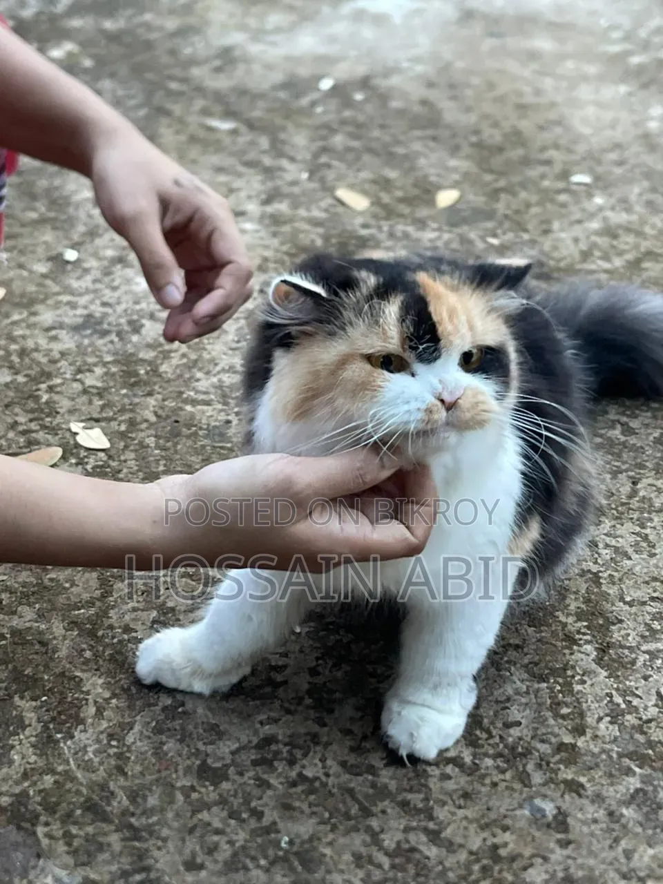 1+ Year Female Purebred Persian