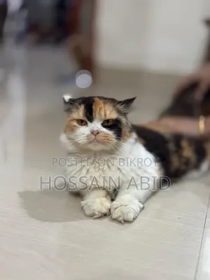 1+ Year Female Purebred Persian