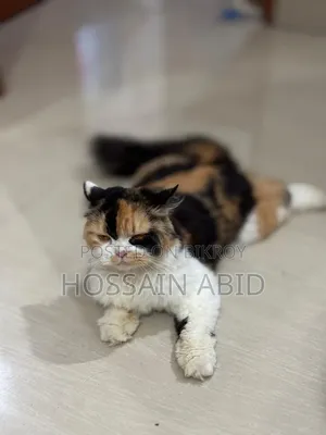 1+ Year Female Purebred Persian
