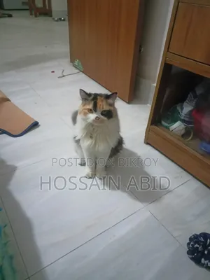 1+ Year Female Purebred Persian