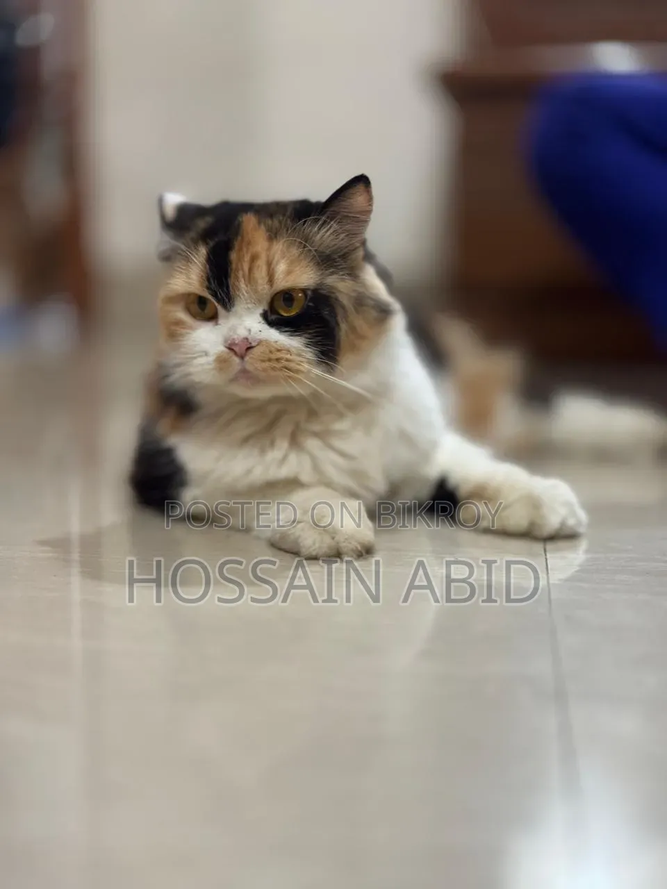 1+ Year Female Purebred Persian