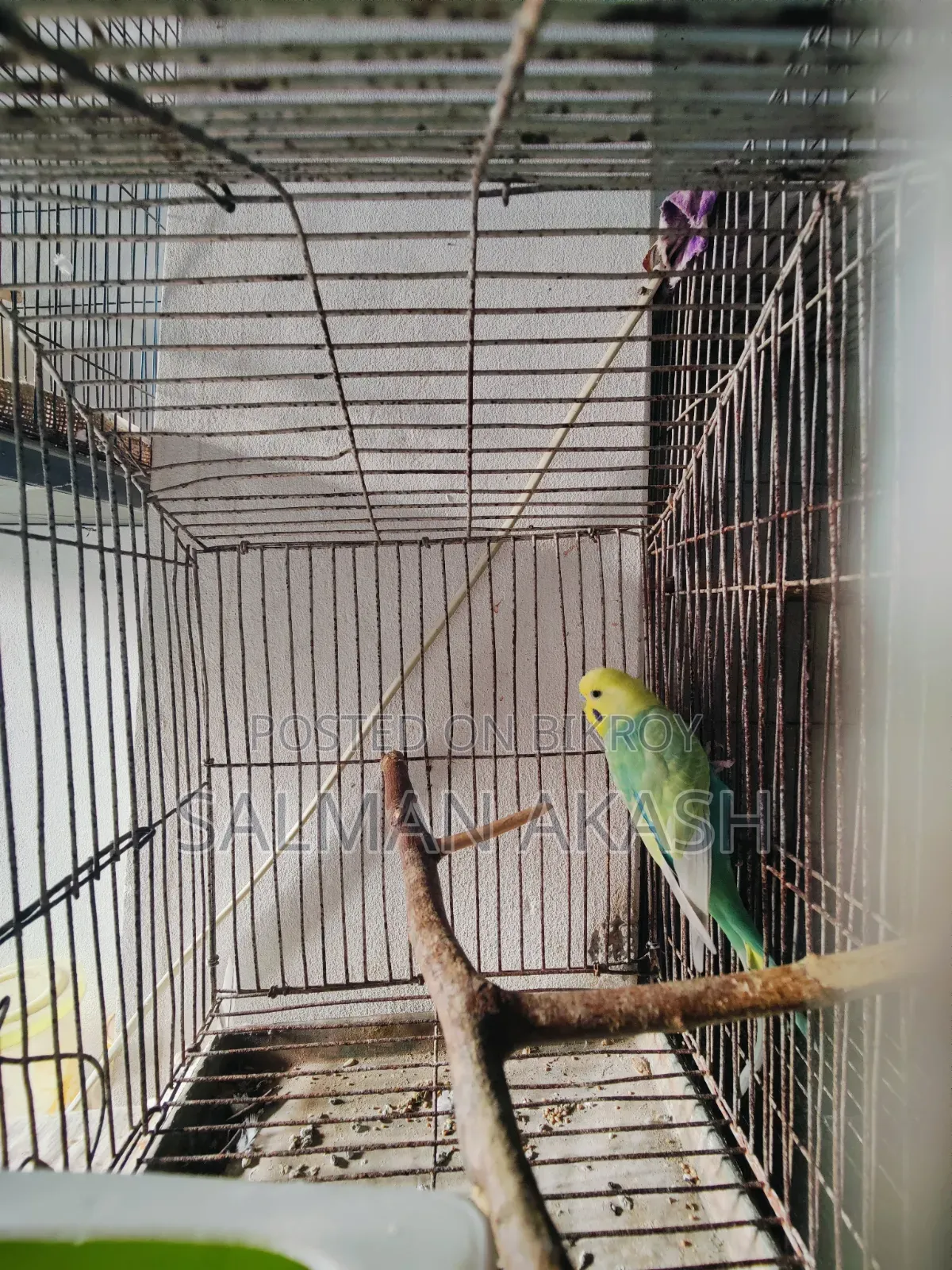 রেইনবো বাজিগর মেল পাখি