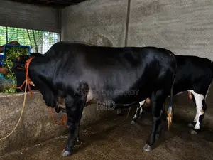 MashaAllah, Huge Sahiwal Breed Cow for Sale (680 kg)