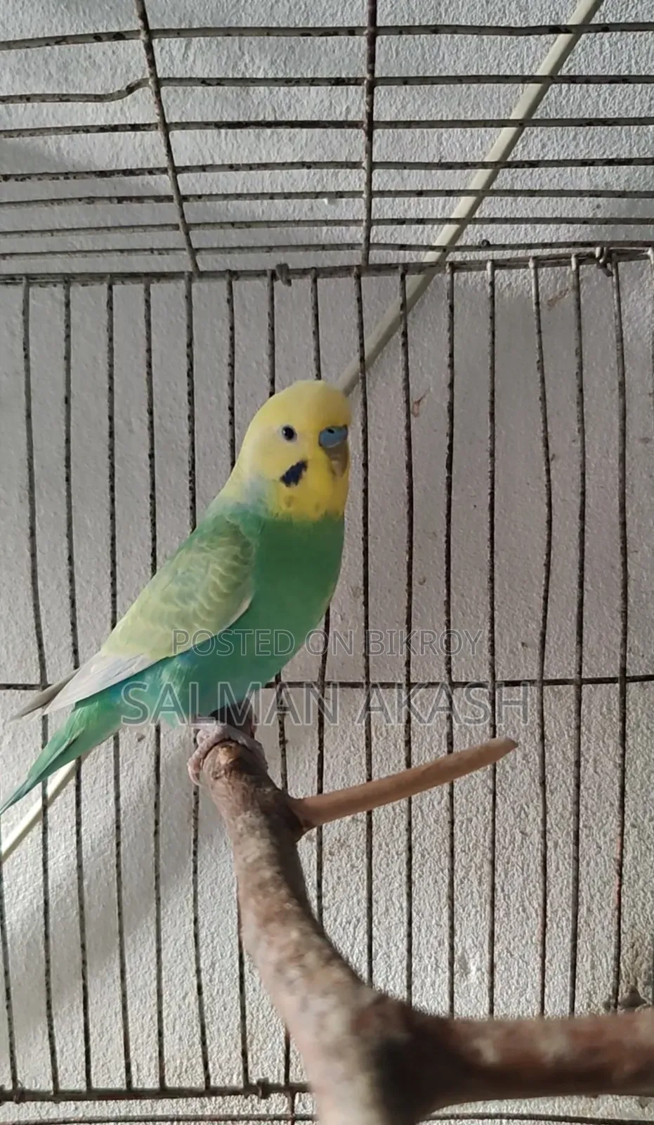 রেইনবো বাজিগর মেল পাখি