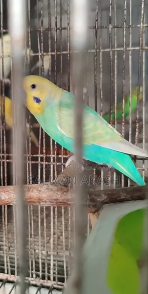 রেইনবো বাজিগর মেল পাখি