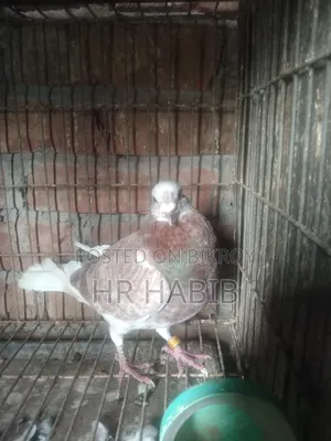 Red Checker Male + Milly Racer Male