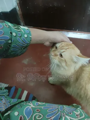 ৩-৬ মাসের পুরুষ পিওর ব্রেড পার্সিয়ান বিড়াল