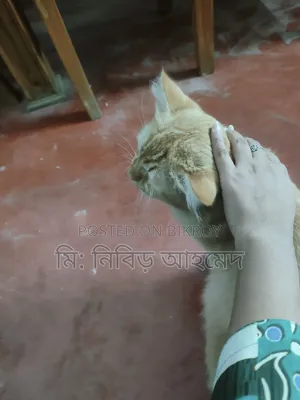 ৩-৬ মাসের পুরুষ পিওর ব্রেড পার্সিয়ান বিড়াল
