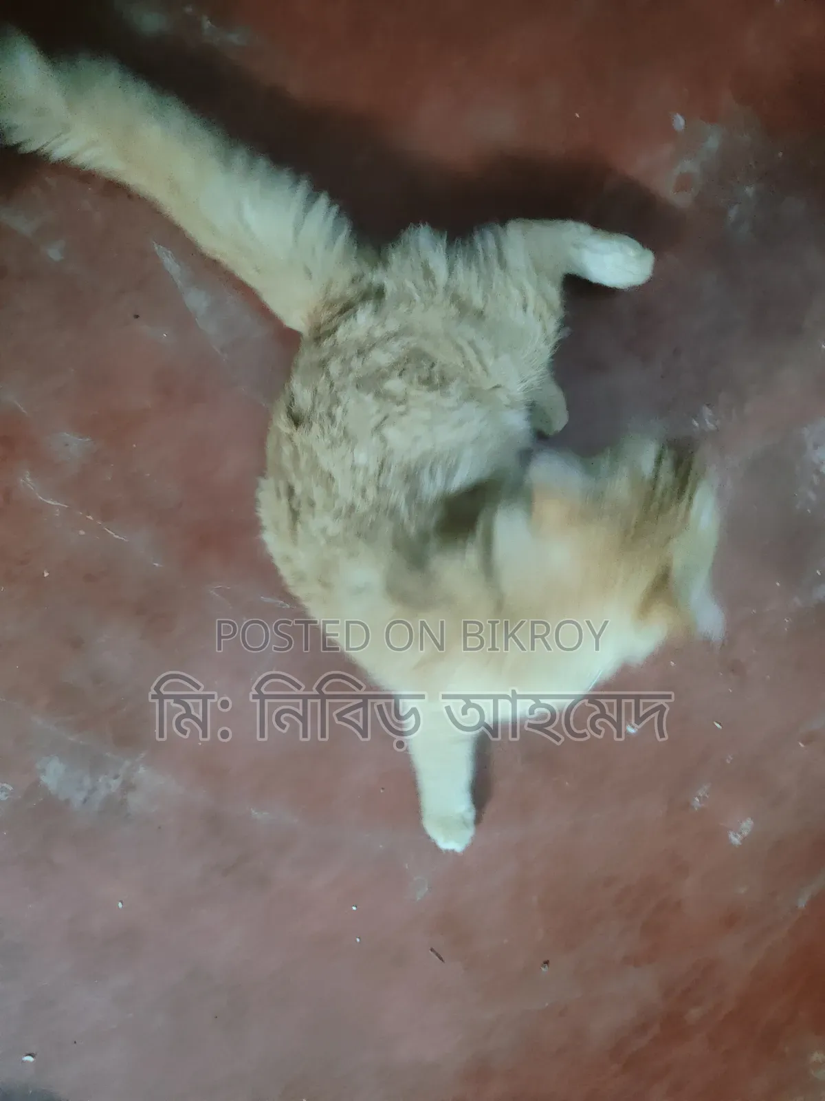 ৩-৬ মাসের পুরুষ পিওর ব্রেড পার্সিয়ান বিড়াল
