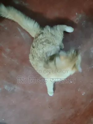 ৩-৬ মাসের পুরুষ পিওর ব্রেড পার্সিয়ান বিড়াল