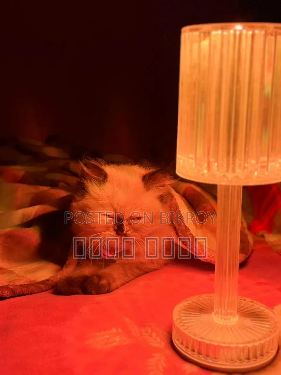 1-3 Months Male Mixed Breed Himalayan