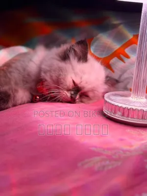 1-3 Months Male Mixed Breed Himalayan