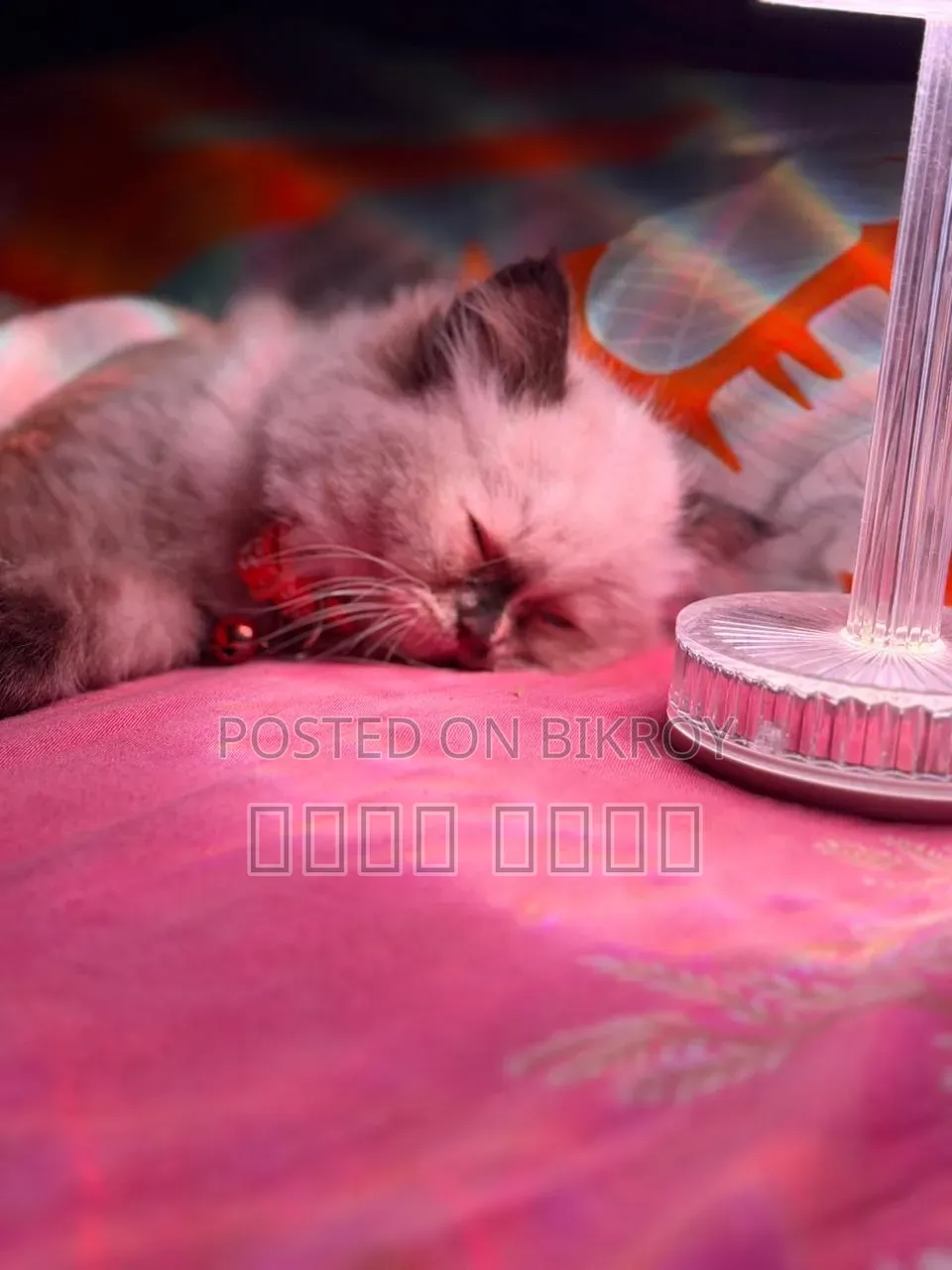 1-3 Months Male Mixed Breed Himalayan