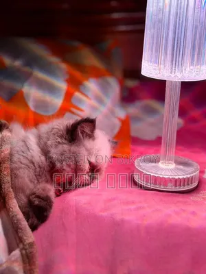 1-3 Months Male Mixed Breed Himalayan