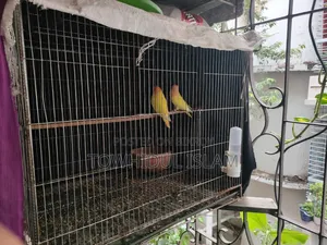 Lovebird Orange Headed Lutino Red Eye