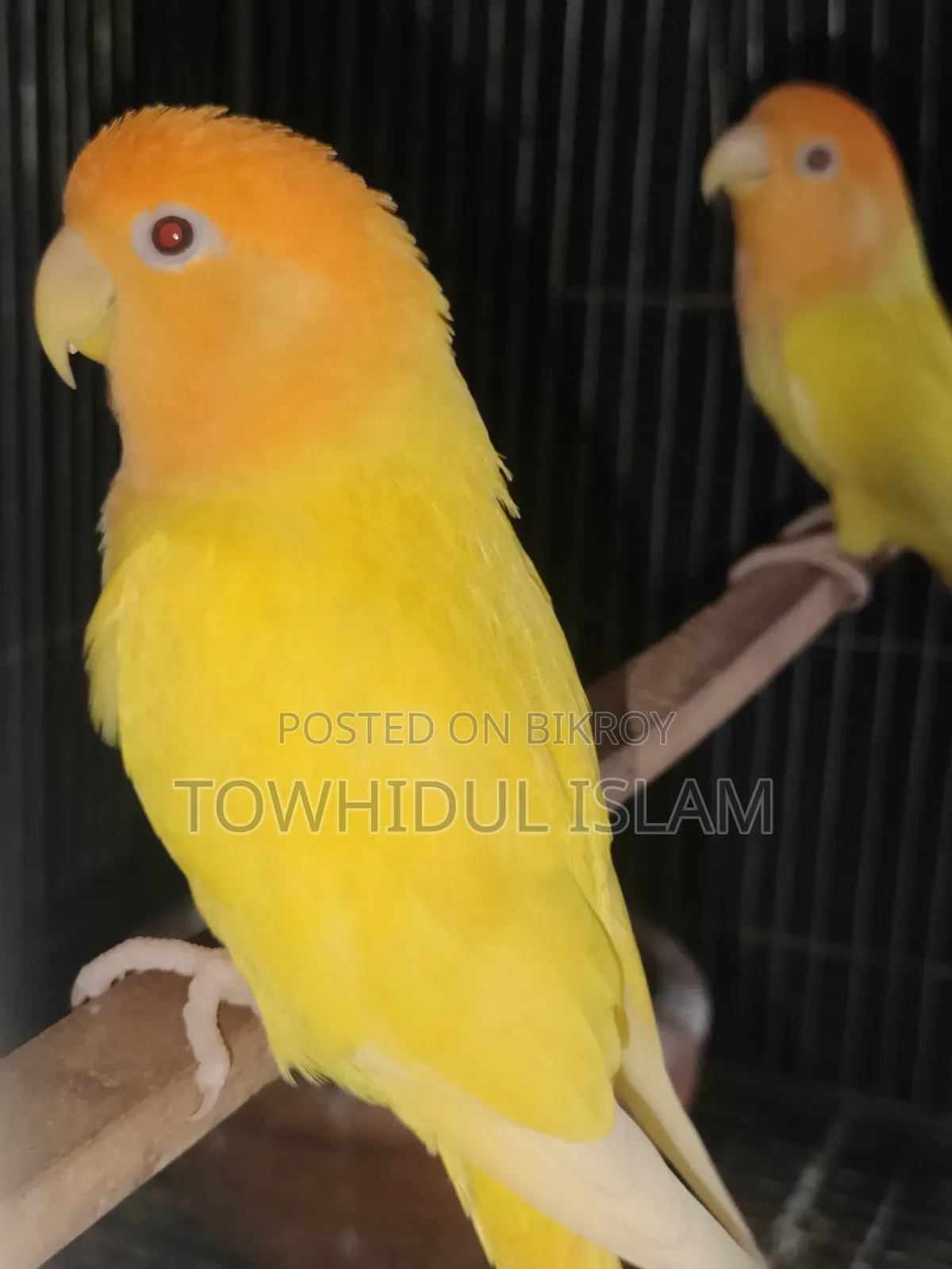 Lovebird Orange Headed Lutino Red Eye