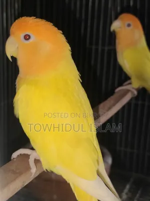 Lovebird Orange Headed Lutino Red Eye