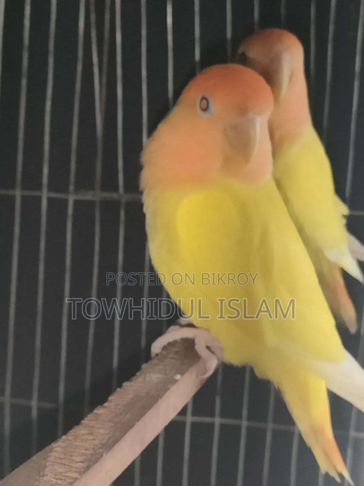 Lovebird Orange Headed Lutino Red Eye