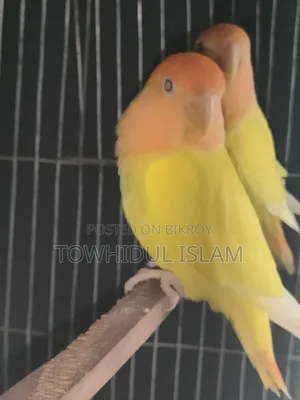 Lovebird Orange Headed Lutino Red Eye