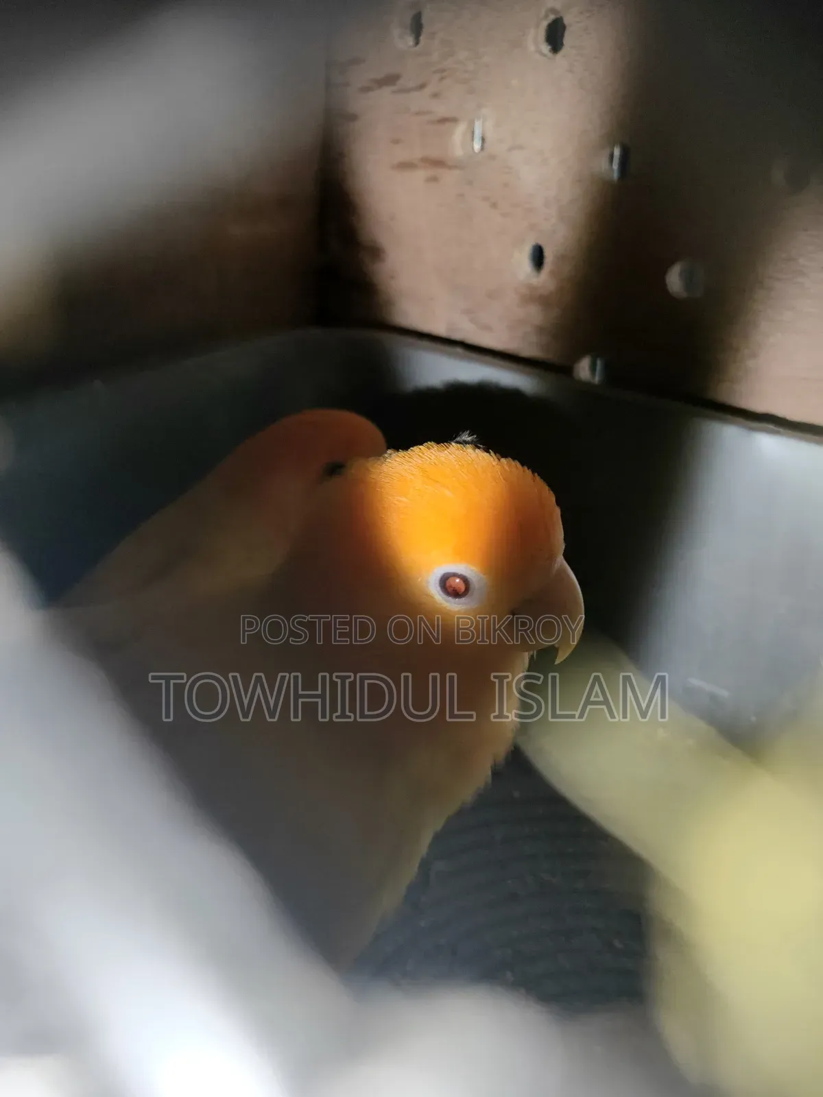 Lovebird Orange Headed Lutino Red Eye