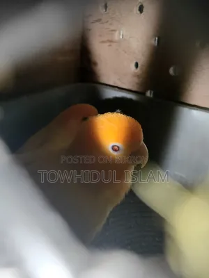 Lovebird Orange Headed Lutino Red Eye