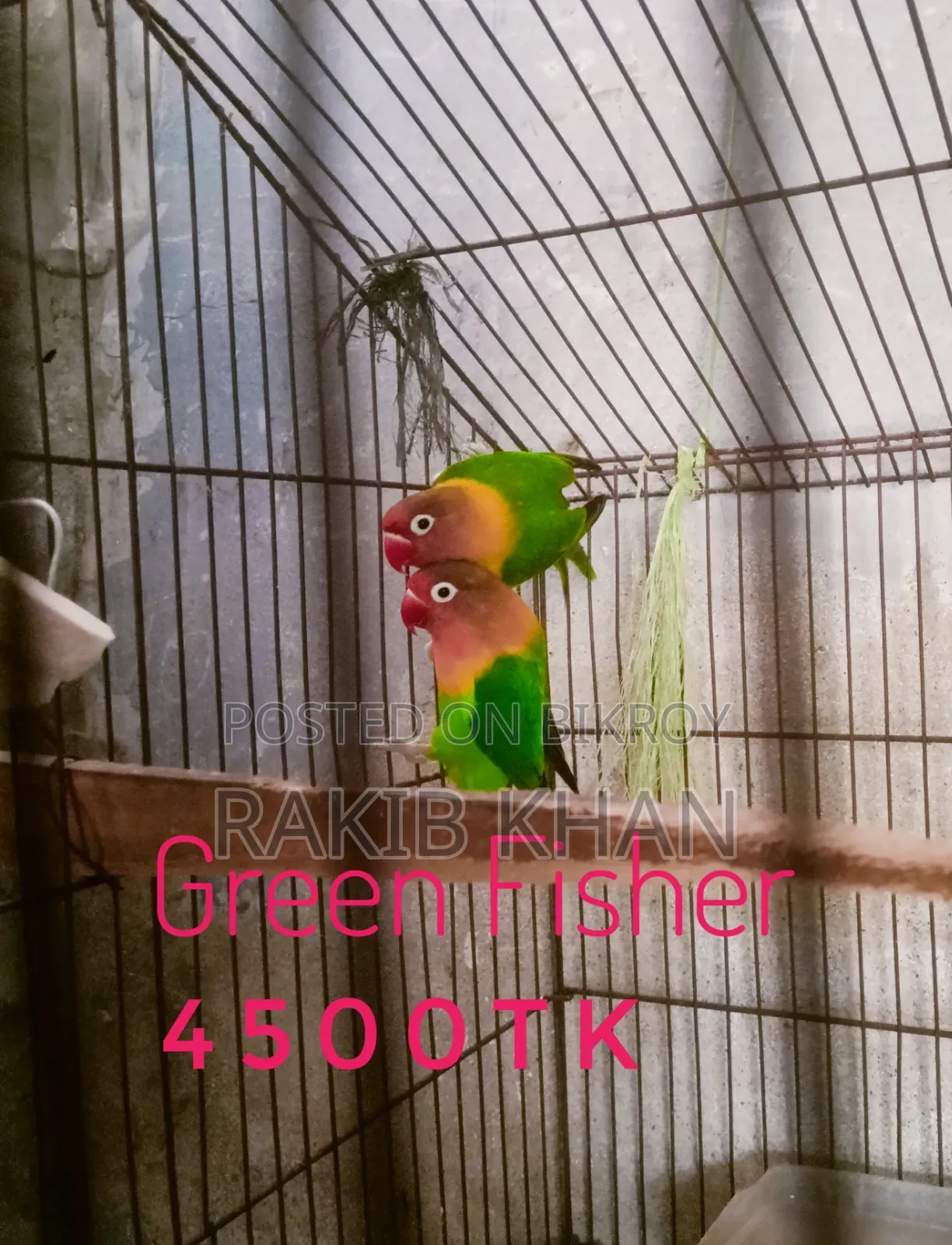 Lovebird Cockatiel
