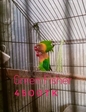 Lovebird Cockatiel