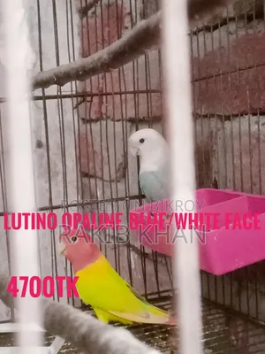 Lovebird Cockatiel