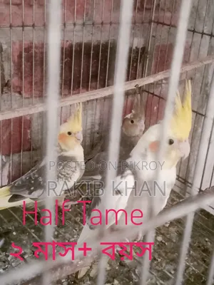 Lovebird Cockatiel