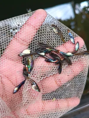 Mix Guppy Adult!