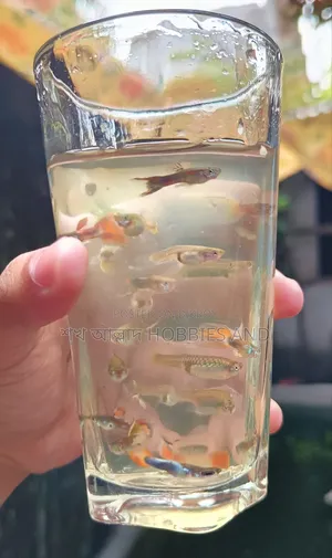 Mix Guppy Adult!