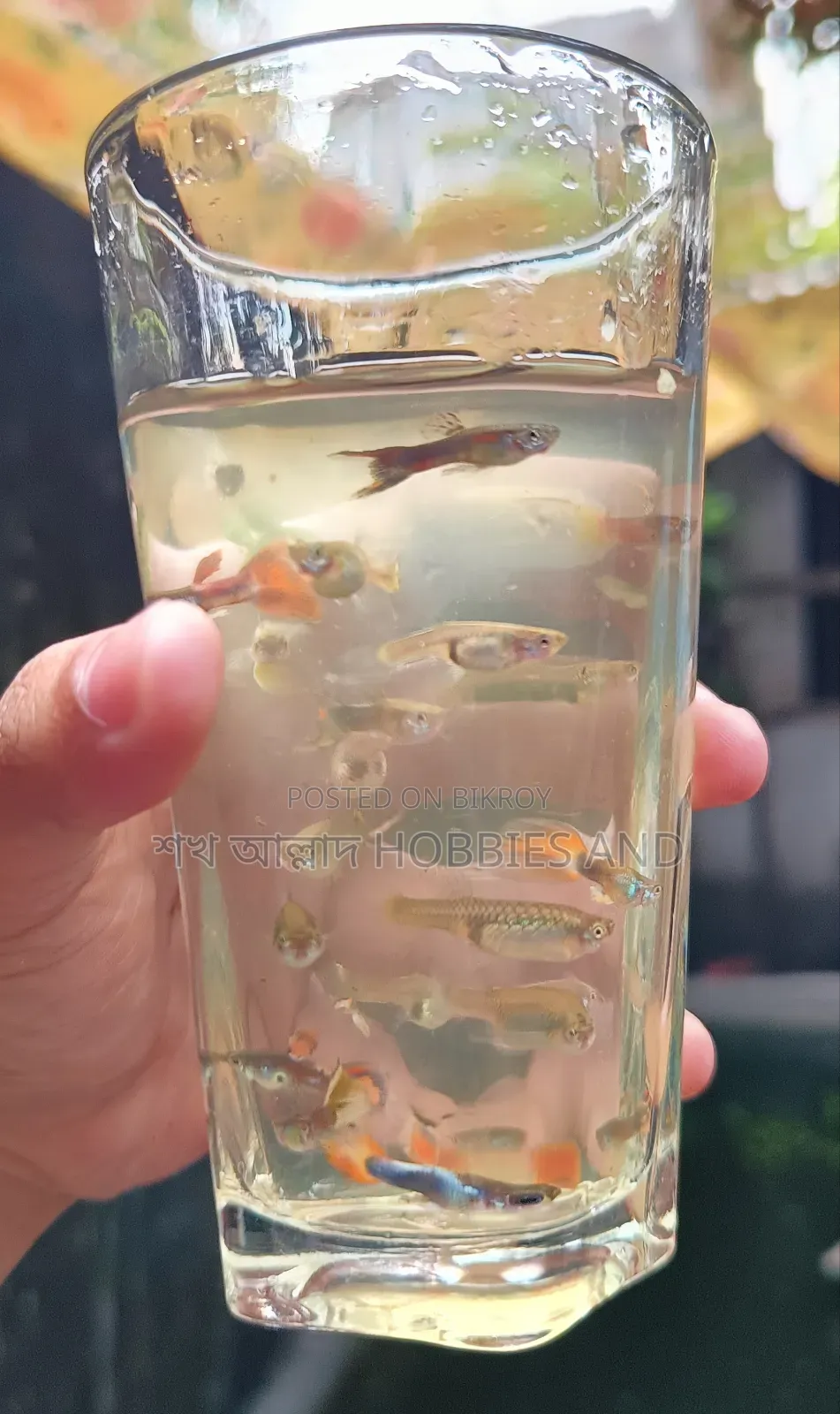 Mix Guppy Adult!