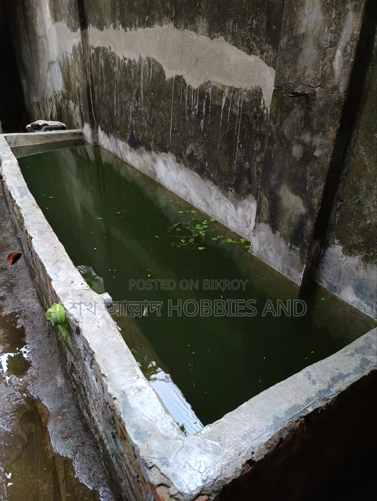 Mix Guppy Adult!