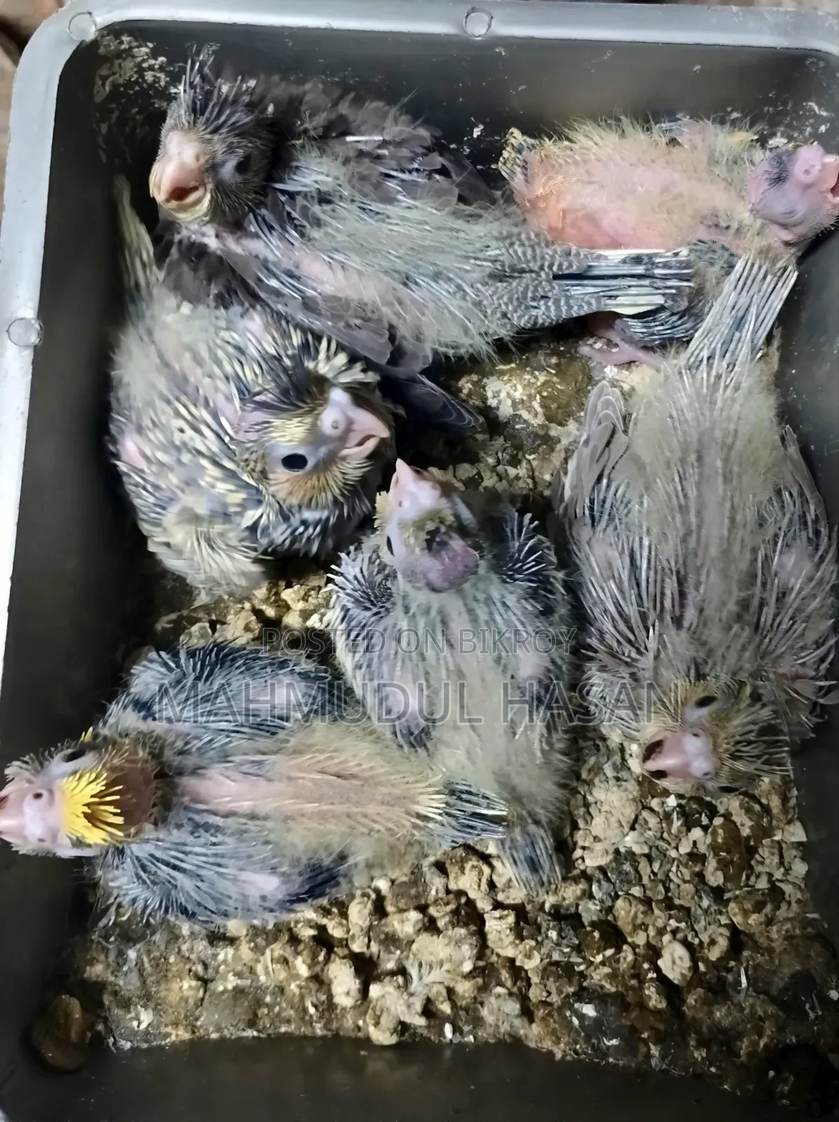 Cockatiel Tame Size Baby For Sale
